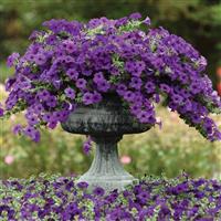 Easy Wave<sup>®</sup> Blue Spreading Petunia