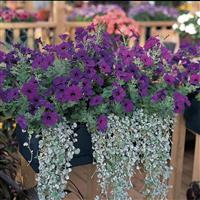 Easy Wave<sup>®</sup> Blue Spreading Petunia