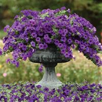 Easy Wave<sup>®</sup> Blue Spreading Petunia