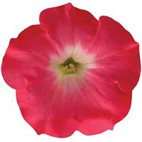 Easy Wave<sup>®</sup> Rosy Dawn Spreading Petunia