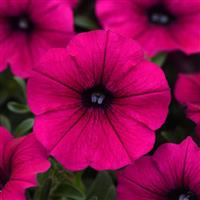 Shock Wave<sup>®</sup> Deep Purple Spreading Petunia