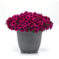 Shock Wave<sup>®</sup> Deep Purple Spreading Petunia