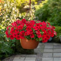 Shock Wave<sup>®</sup> Red Spreading Petunia