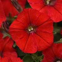 Shock Wave<sup>®</sup> Red Spreading Petunia