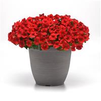 Shock Wave<sup>®</sup> Red Spreading Petunia