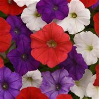 Shock Wave<sup>®</sup> Volt Mixture Spreading Petunia