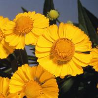 Helenium Helena Gold