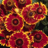 Helenium Helena Red Shade