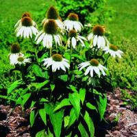 Echinacea purpurea White Nathalie