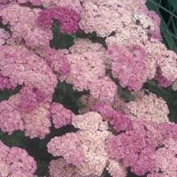 Achillea millefolium Pretty Belinda