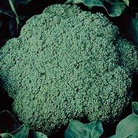 Captain Broccoli