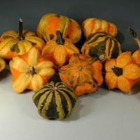 Daisy Gourd