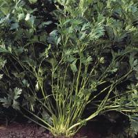 Rialto Herb Parsley