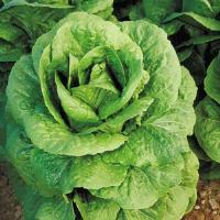 Outback Lettuce