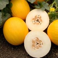 Fonzy Melon