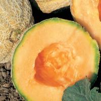 Goldstar Melon