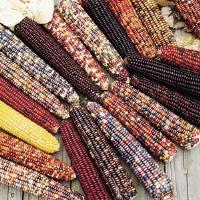 Wilda's Pride Ornamental Corn