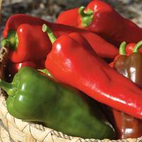 Carmen Pepper