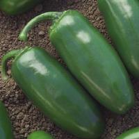 Chichimecca Pepper