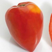 Fleurette Tomato