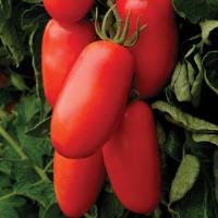 Margherita Tomato