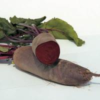 Alto Beet