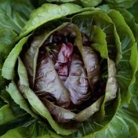Palermo Radicchio Lettuce