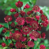 Astrantia major Ruby Wedding