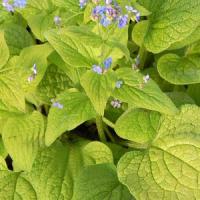 Brunnera macrophylla Green Gold