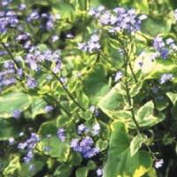 Brunnera macrophylla Hadspen Cream