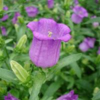 Campanula Medium Lilac