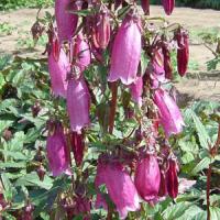 Campanula punctata Wine and Rubies