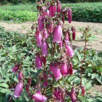 Campanula punctata Wine and Rubies