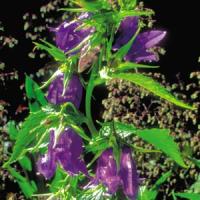 Campanula Kent Bell