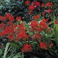 Crocosmia Lucifer