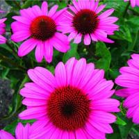 Echinacea purpurea Elton Knight