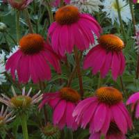Echinacea purpurea Red Knee High