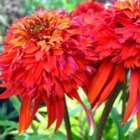 Echinacea purpurea Hot Papaya