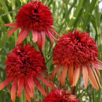 Echinacea purpurea Irresistible