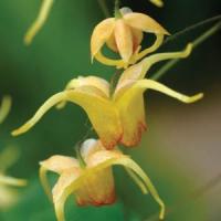 Epimedium Amber Queen