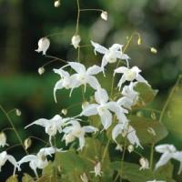 Epimedium Arctic Wings
