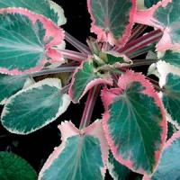 Eryngium Planum Jade Frost