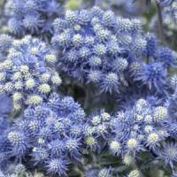 Eryngium Funky Jackpot