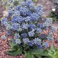 Eryngium Funky Jackpot