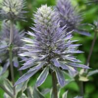 Eryngium Naughty Jackpot