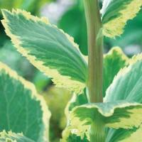 Eryngium Sunny Jackpot