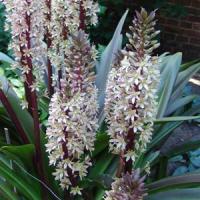 Eucomis Comosa Sparkling Burgundy