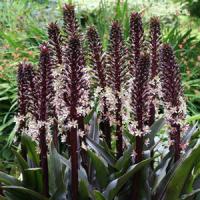Eucomis comosa Sparkling Rosy