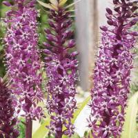 Eucomis humilis Twinkle Stars