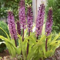 Eucomis humilis Twinkle Stars